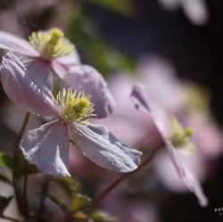 Karin Illari photography