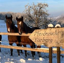 Pferdezucht Fürberg, Freibergerzucht