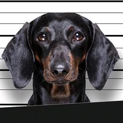 BAD DOG Hundeschule für Problemhunde