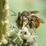 Bienen umsiedeln