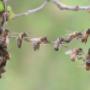 Bienen umsiedeln