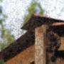 Bienen umsiedeln