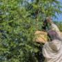 Bienen umsiedeln