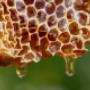 Bienen umsiedeln