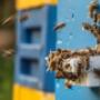 Bienen umsiedeln