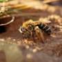 Bienen umsiedeln