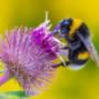 Bienen umsiedeln