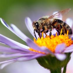 Bienen umsiedeln & Bienennest entfernen in Zürich