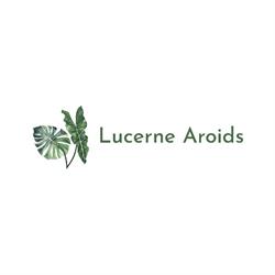 Lucerne Aroids