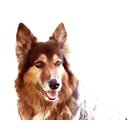 Hunde-Schule Manuela Albrecht - I han en Hund ... ja und?!