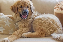 Hundesalon Mocca