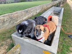 Hundesalon Mocca