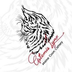 ArtemisLynx Allevamento Maine Coon