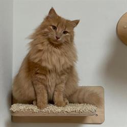 Goldtatze