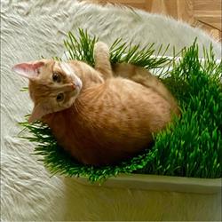 katzenbetreuung-catsitting.ch