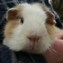 Meerschweinchenzucht "vom Jonental"