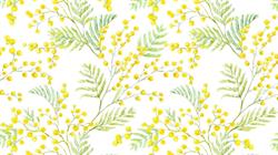 Jardin Mimosa - Paysagiste