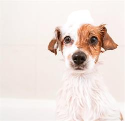 Little Monster - Hundesalon & Shop