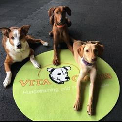 Vita Canis