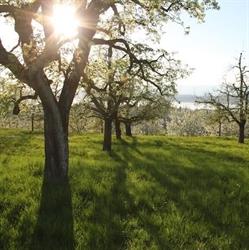 Weihnachtsbäume aus der Region Murten / ab Hof