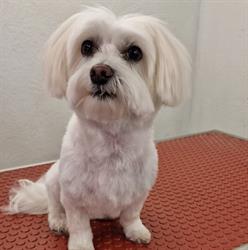 Hundesalon Fellstyling