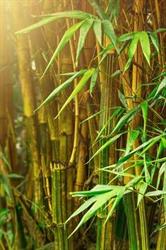 Zhuzi-Naturkosmetik