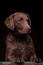 GUNDOGCHALLENGE.ch