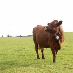 Famille Meister, vente de viande à la ferme