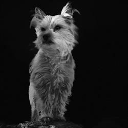 Dog-Home