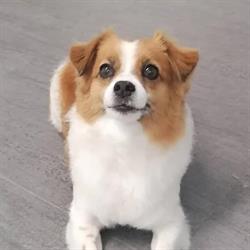 DogZone