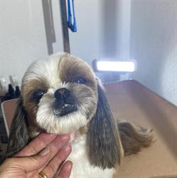 Dog House salon Toilletage