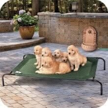 Le lit surélevé pour chiens