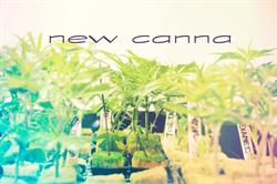 New Canna