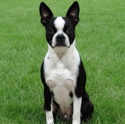 Best-Dogs-Ricken GmbH