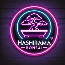 Hashirama Bonsai