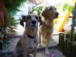 Hundebetreuung Oldies but Goldies