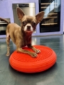 Hundephysio