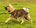 Hundephysio