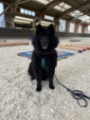 Hundephysio