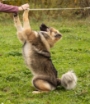 Hundephysio