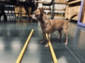 Hundephysio