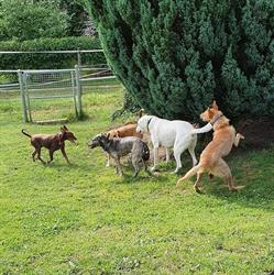 Hundebetreuung Leinewechsel