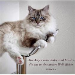 Katzenpension delux