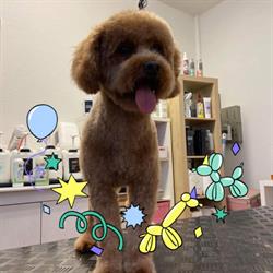 Hundesalon Pipa