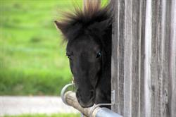 Pony-Hotel