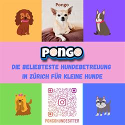 PONGO Hunde Betreuung