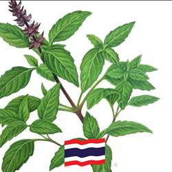 Thai Horapa