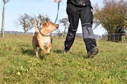 Hundeschule Familienglück