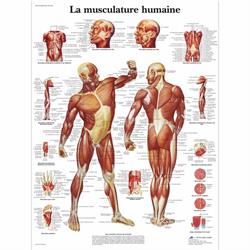 Dominique Eckert massages thérapeutiques Bernex