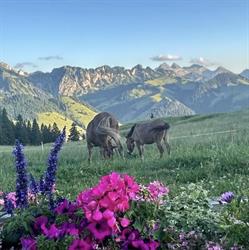 Buvette et gîte l'hautachia